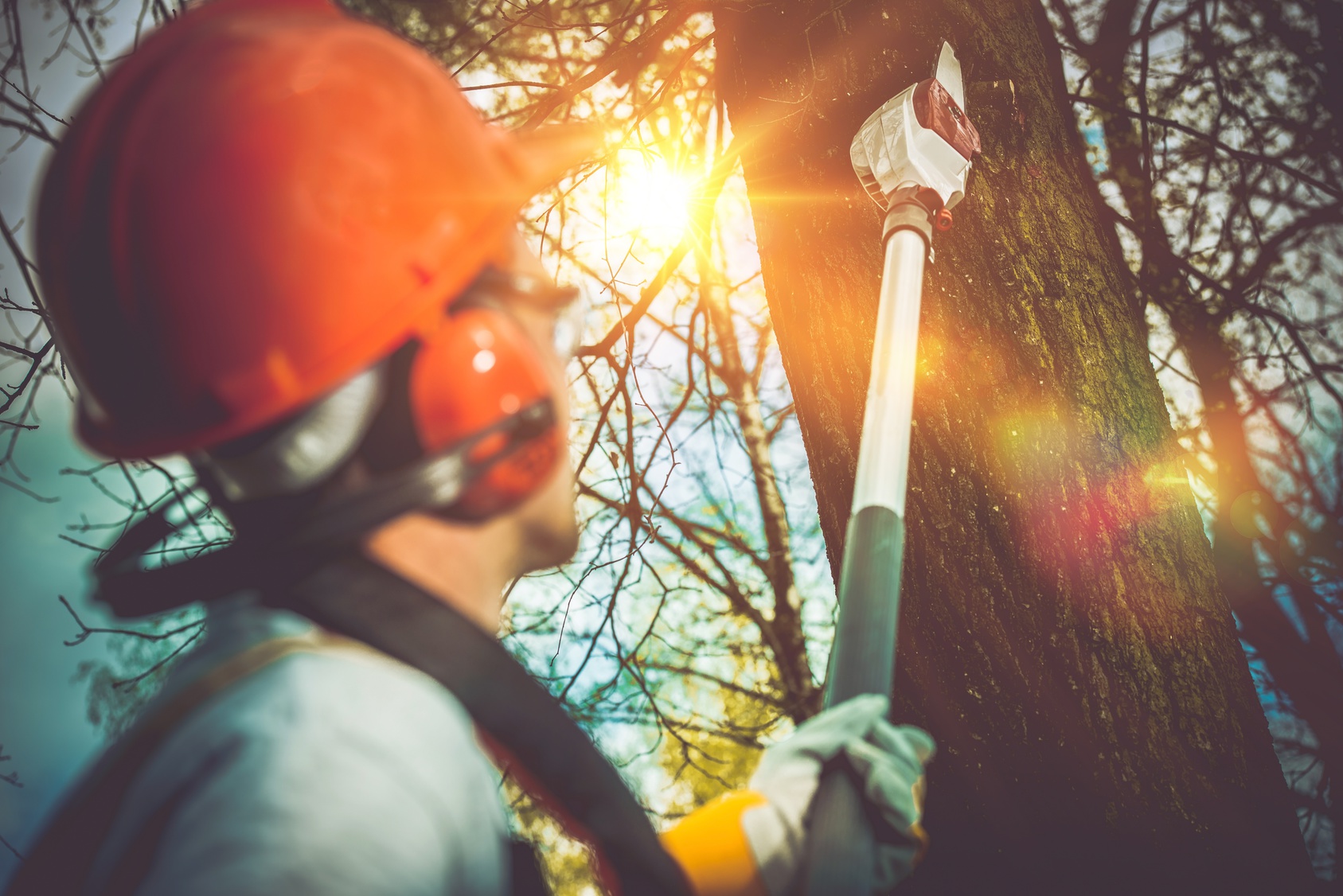 tree removal