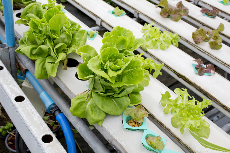 hydroponic gardening