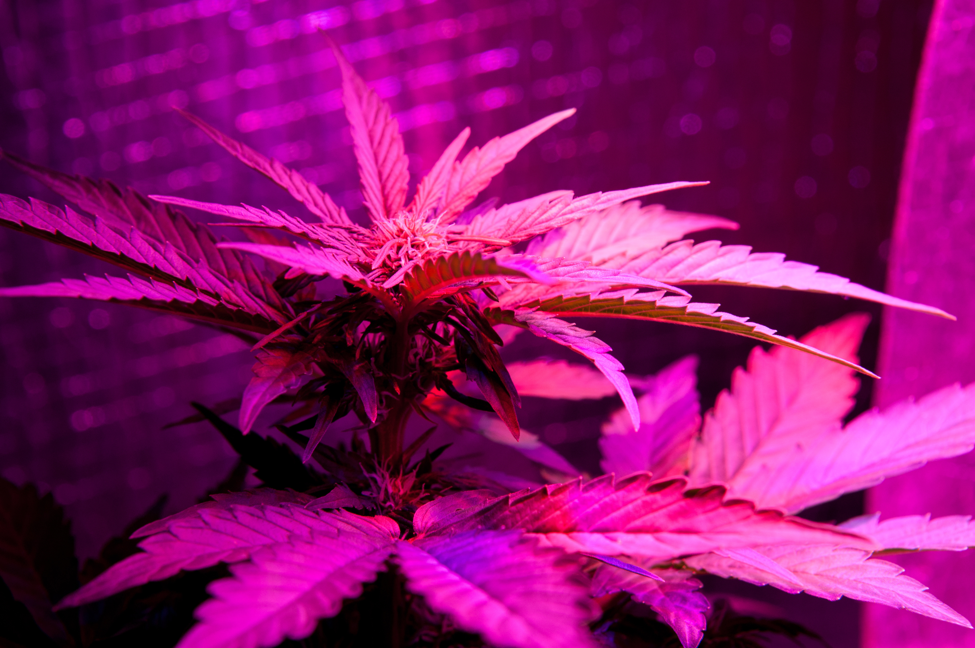 growing cannabis with led