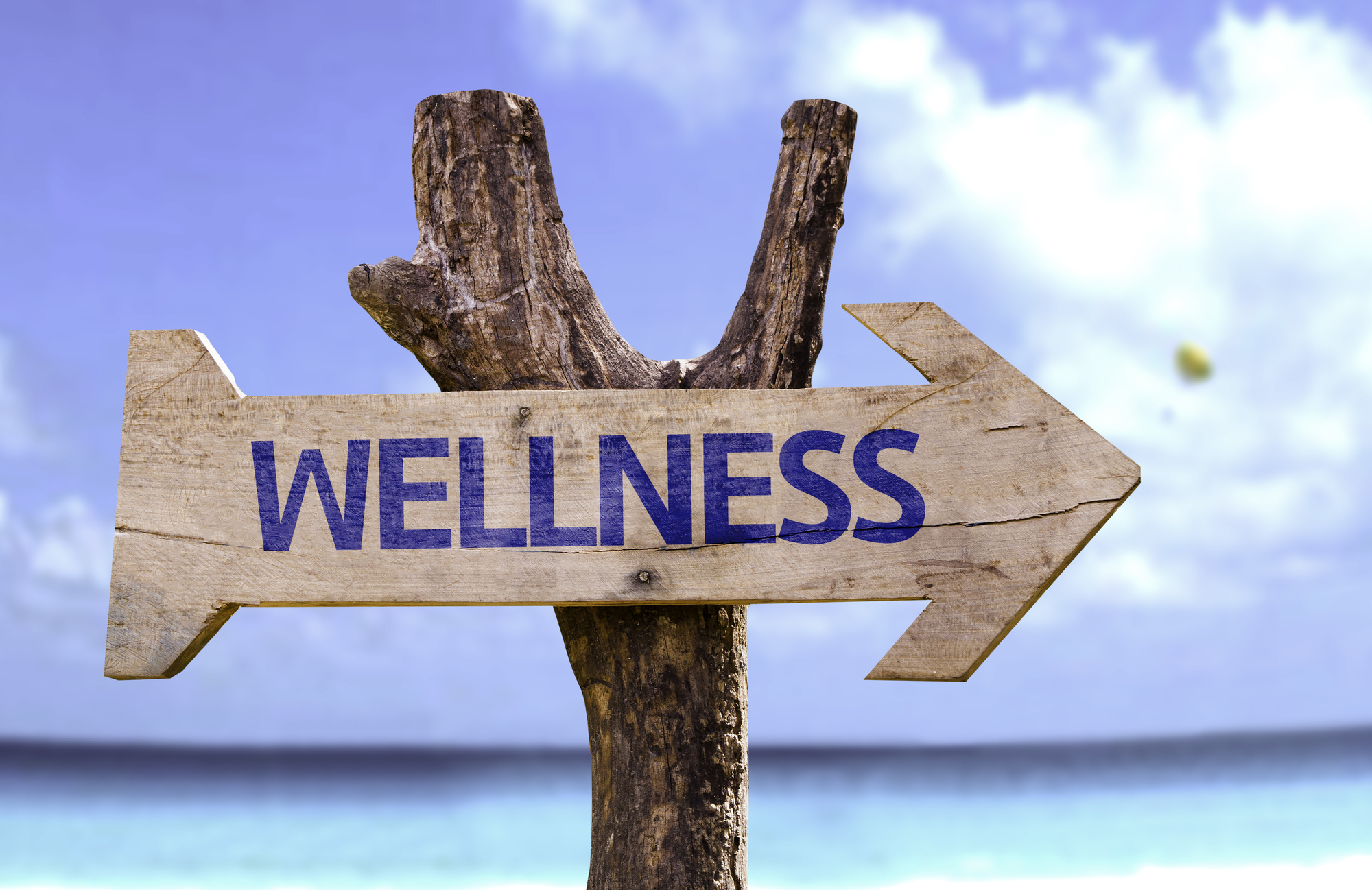 wellness entrepreneurs