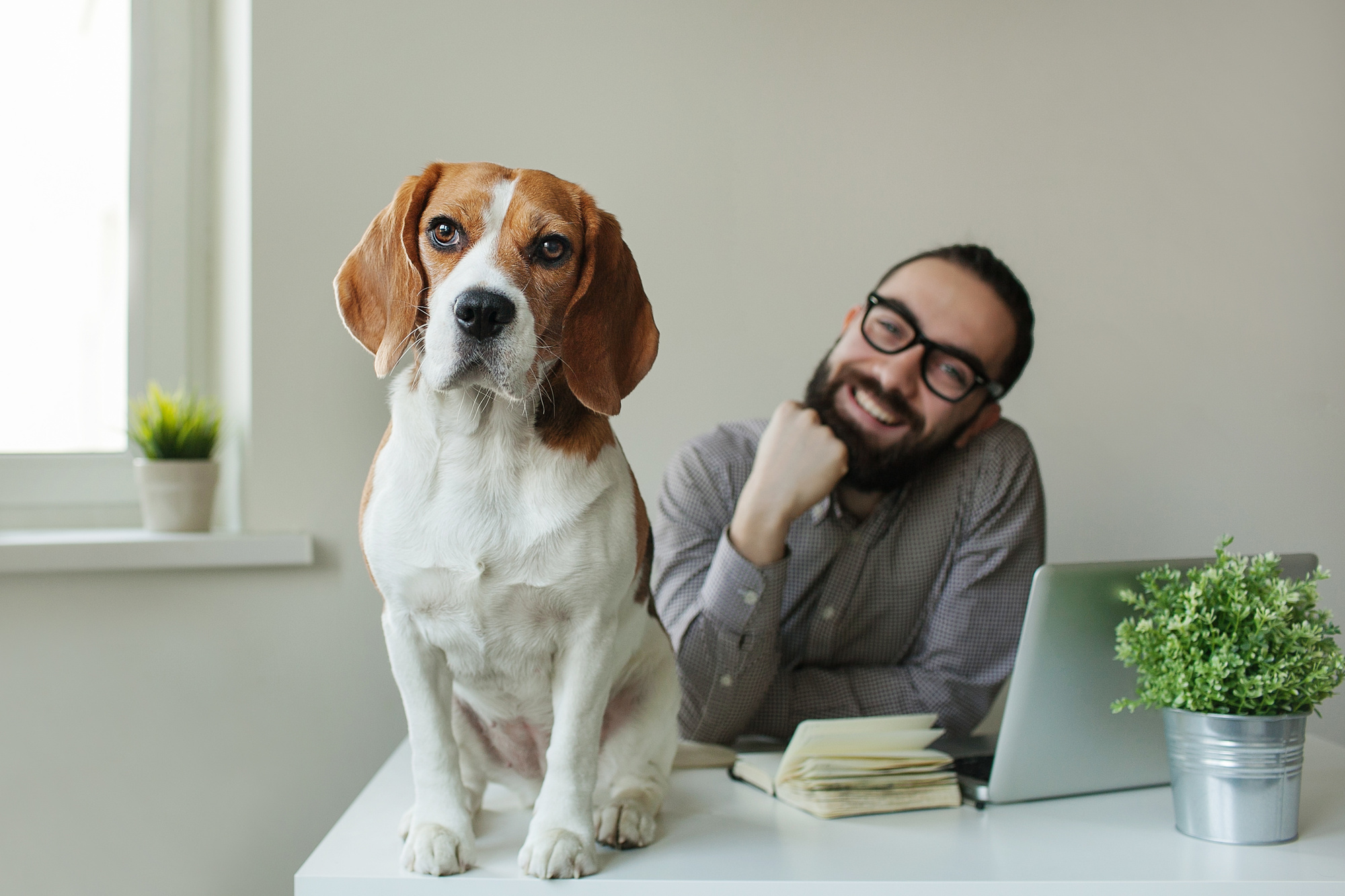 pet resume