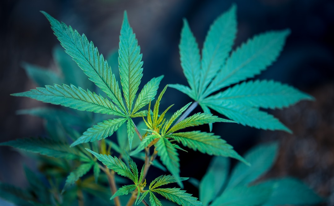 weed plant