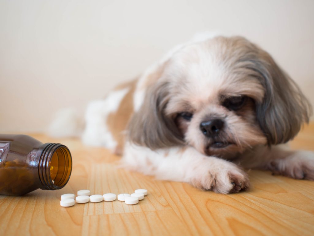The 10 Best Supplements for Dogs
