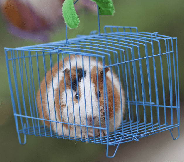 8 square feet guinea pig cage