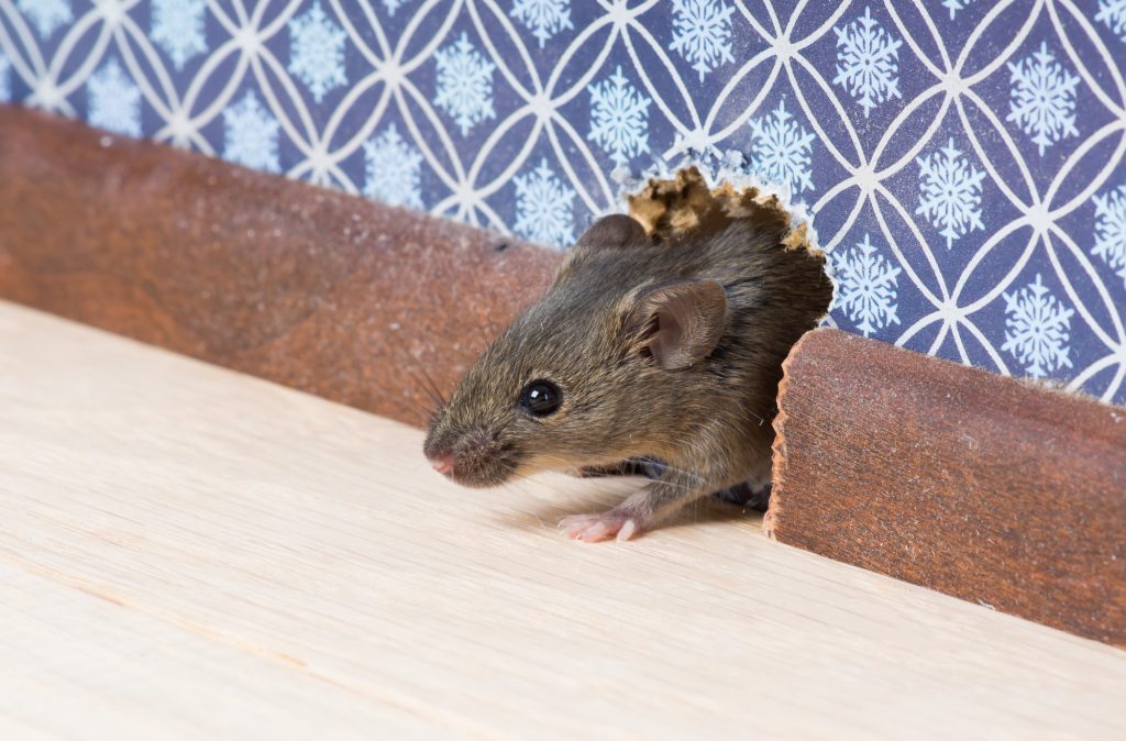 how to get rid of house mice reddit