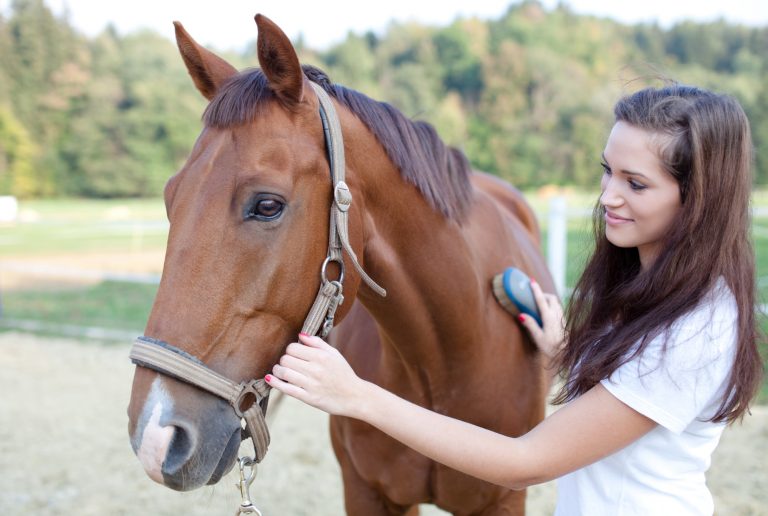 A Beginner’s Guide to Choosing the Right Horse Grooming Tools